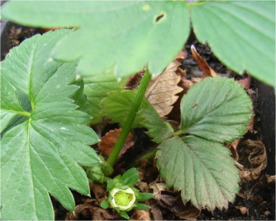 Erdbeeren_09.JPG