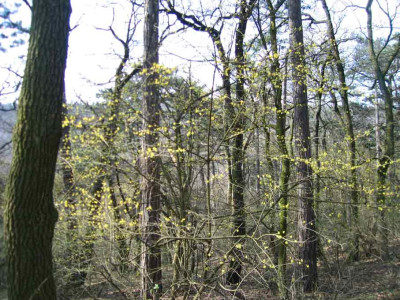fruehlinhgswald.jpg