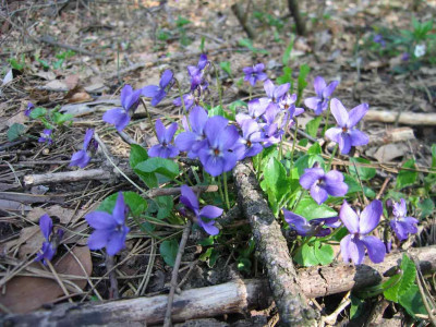 veilchenblau01.jpg