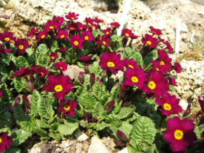 DSCF6962.JPG