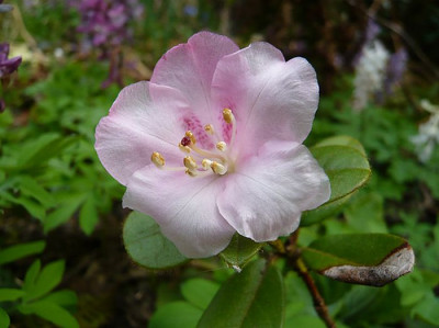 Rhododendron_moupinense_fars_2009.jpg