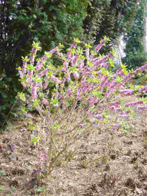 Daphne_900x1000_80KB.jpg