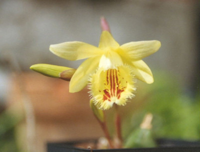 Pleione_x_confusa.JPG