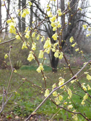 Corylopsis_900x1000_80KB.jpg