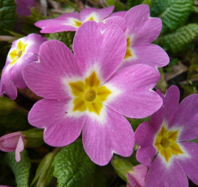 Primula_Hybride_1_fars_2009.jpg
