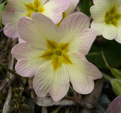 Primula_Hybride_6_fars_2009.jpg