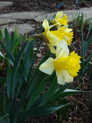 2009-04-04_08-34-08_-_DSC06793.JPG