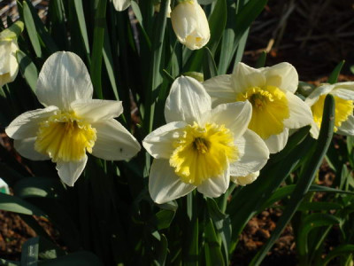 2009-04-04_08-36-12_-_DSC06802.JPG