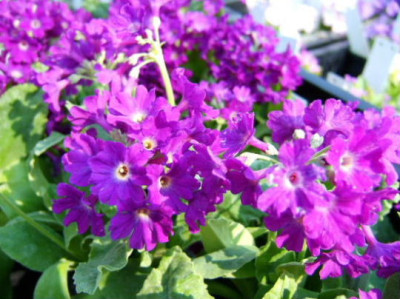 DSCF5202.JPG