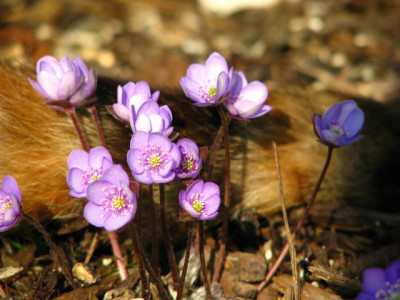 hepatica_laraschwanz.jpg