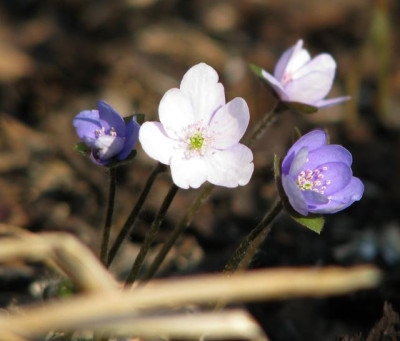 hepatica_zweifarbig.jpg