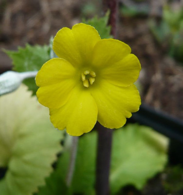 Primula_boveana_fars_2009.jpg