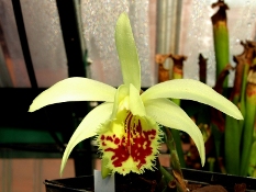 Pleione_Shantung_Ducat_klein.JPG