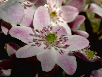 Hepatica_rosa_klein.JPG