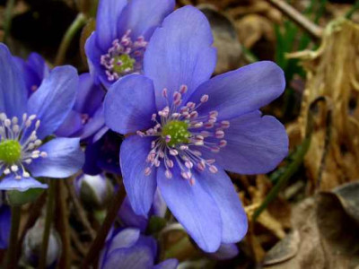Hepatica_blau_klein.JPG