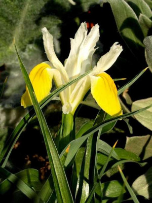 Iris_bucharica_klein.JPG