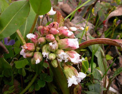 Bergenia_Brahms_5.4.09.jpg