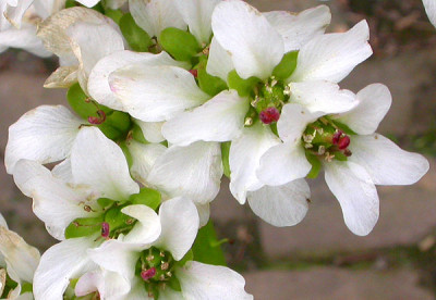 Bergenie_neu_nah_5.4.09.jpg