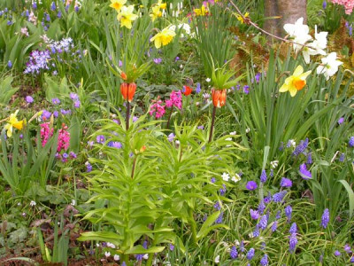 Farbanderung_Fritillaria_5.4.09.jpg