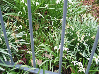 Galanthus-nivalis-saemlinge-axel.jpg