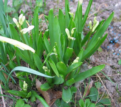 weisse-wildhyacinthe-axel.jpg