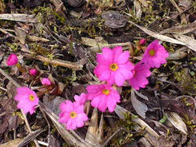 Primula_rosea_1000x900_80KB.jpg