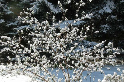 schneemuetz_klein.jpg