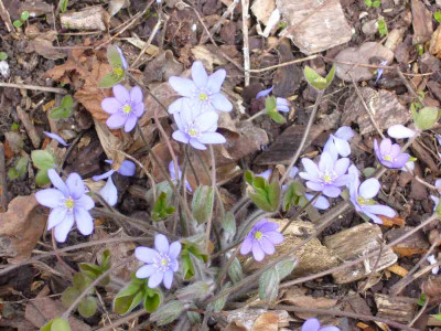 Hepatica_1000x900_80KB.jpg