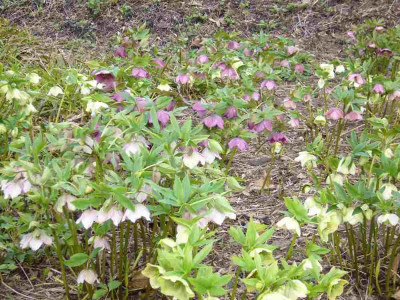 Helleborus_1_1000x900_80KB.jpg