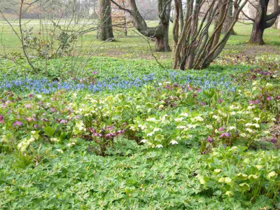 Helleborus_u._Scilla_1000x900_80KB.jpg
