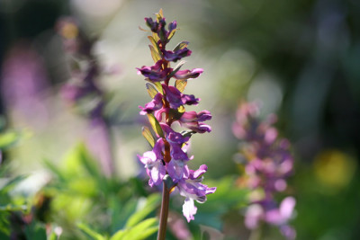 Corydalis-cava-im-Gegenlicht-1.jpg
