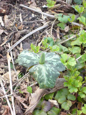 Trillium_900x1000_80KB.jpg