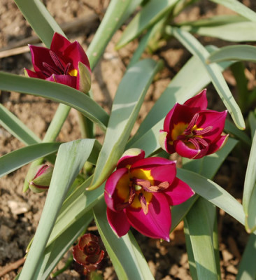 Tulipa_hageri_Little_Beauty__3438.jpg