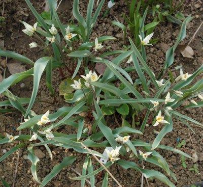 Tulipa_Turkestanica_0010__3441.jpg