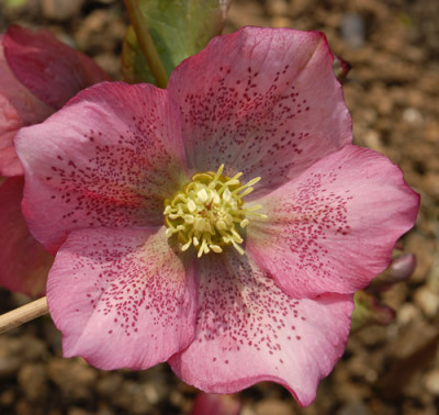 Nette_Gepunktete_0010__3431.jpg
