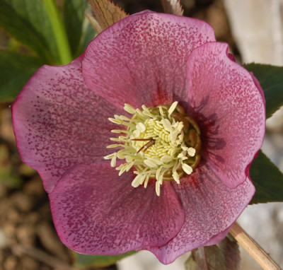 Gesprenkelte_0010__3430.jpg