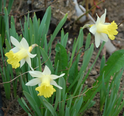 Trompetennarzissen_0010__3442.jpg