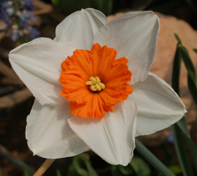 Weissorange_Narzisse_0010__3396.jpg
