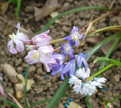 Jawasistdendas_0010__3444.jpg