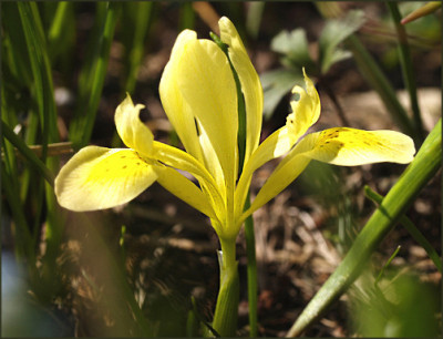 Iris_winogradowii_Ax.jpg