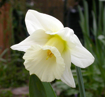 Narcissus_Pride_of_Ireland.jpg