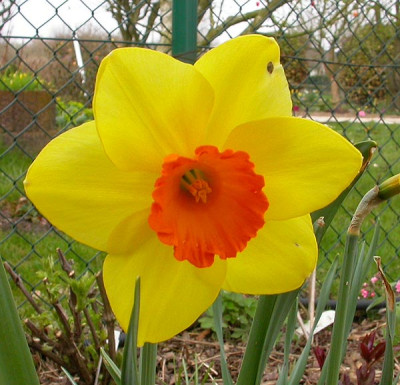 Narcissus_Bogdan__Royal_5.4.09.jpg