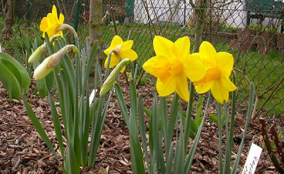 Vielleicht_Narcissus_Boganton_5.4.09.jpg