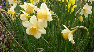Narcissus_Salome_5.4.09.jpg