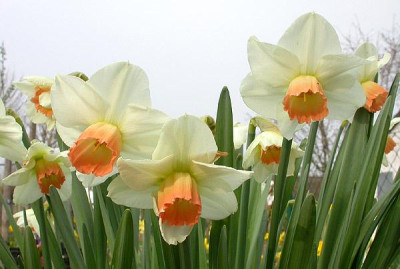 Narcissus_Pink_Charm_5.4.09.jpg