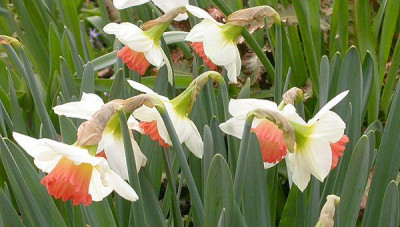 Vielleicht_Narcissus_Romance_5.4.09.jpg