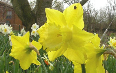 Narcissus_St._Patricks_Day.jpg