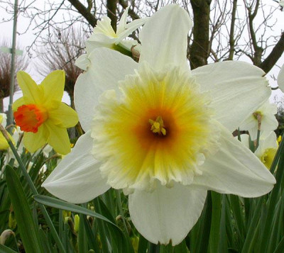 Narcissus_unbekannte_Sorten_5.4.09.jpg