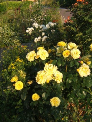DSCF1850.JPG