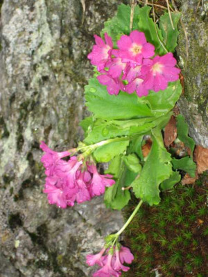 IMG_1595galtbichl_2.jpg